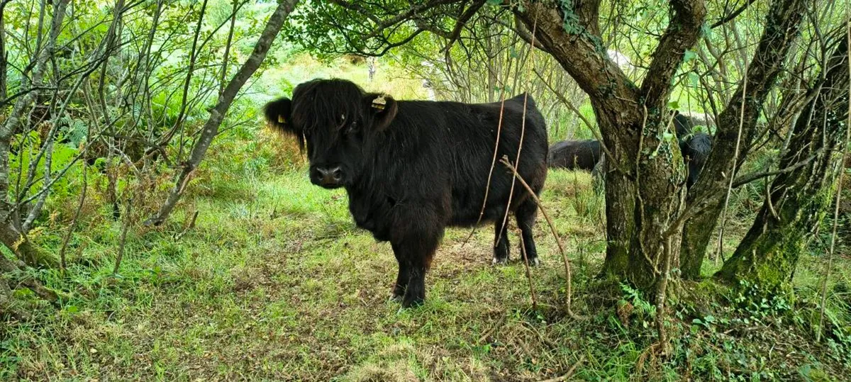 Highland cows - Image 4