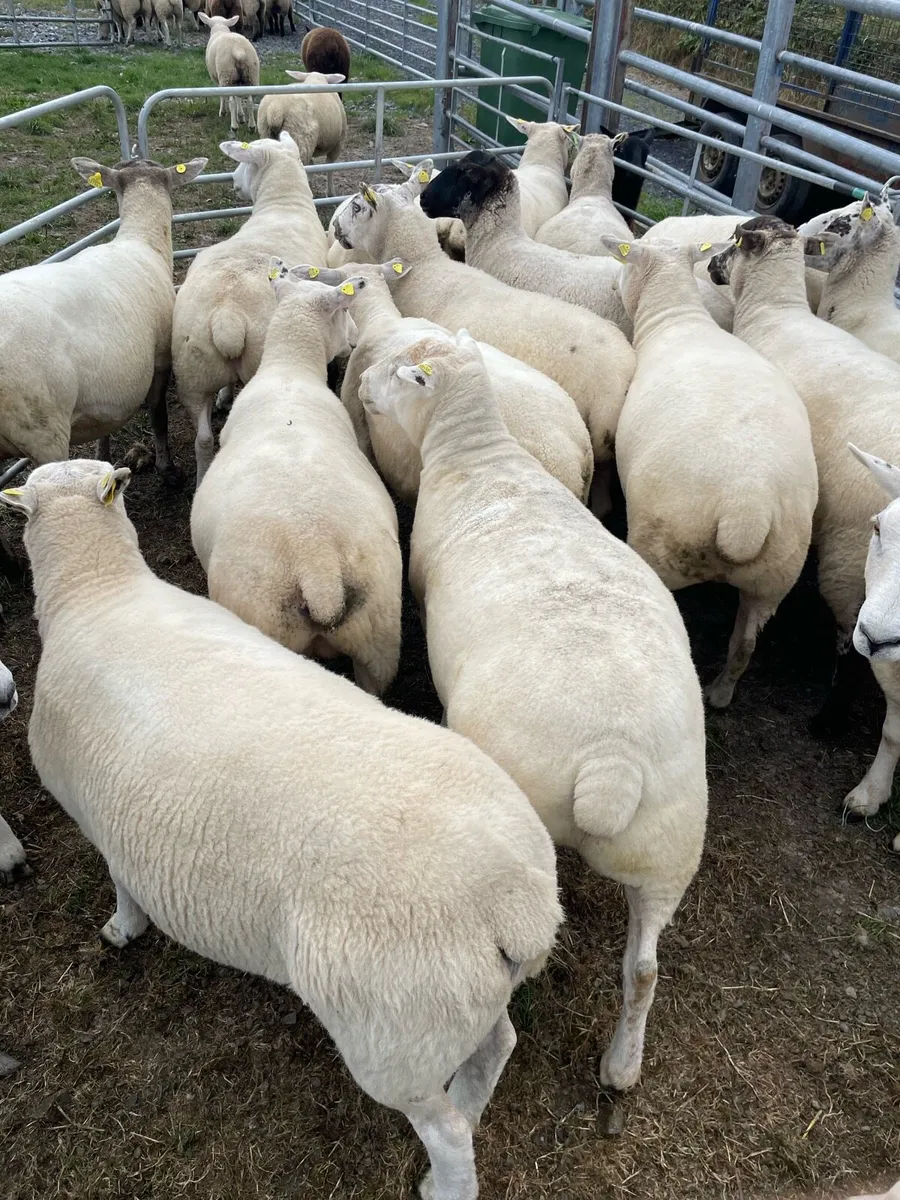 🔥Organic sheep for Ballyjamesduff breeding sale🔥 - Image 1