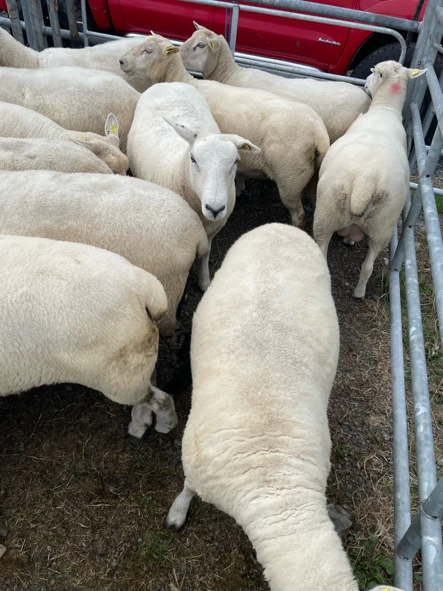 🔥Organic sheep for Ballyjamesduff breeding sale🔥 - Image 2
