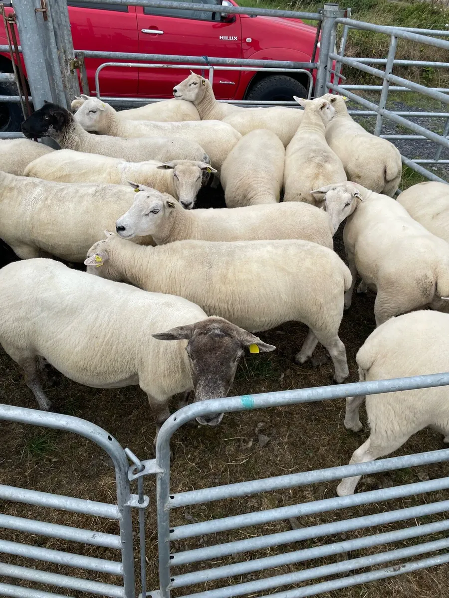 🔥Organic sheep for Ballyjamesduff breeding sale🔥 - Image 3