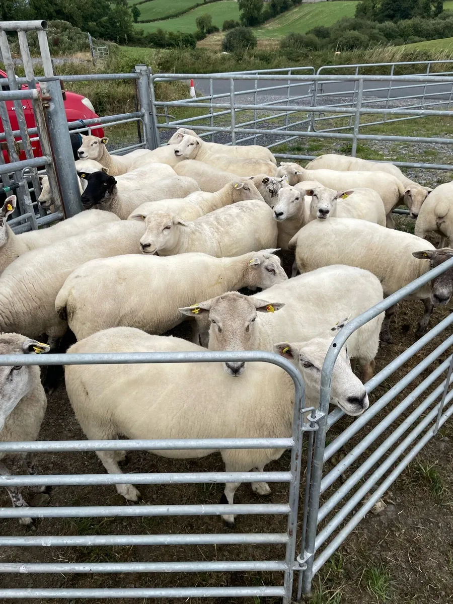 🔥Organic sheep for Ballyjamesduff breeding sale🔥 - Image 4
