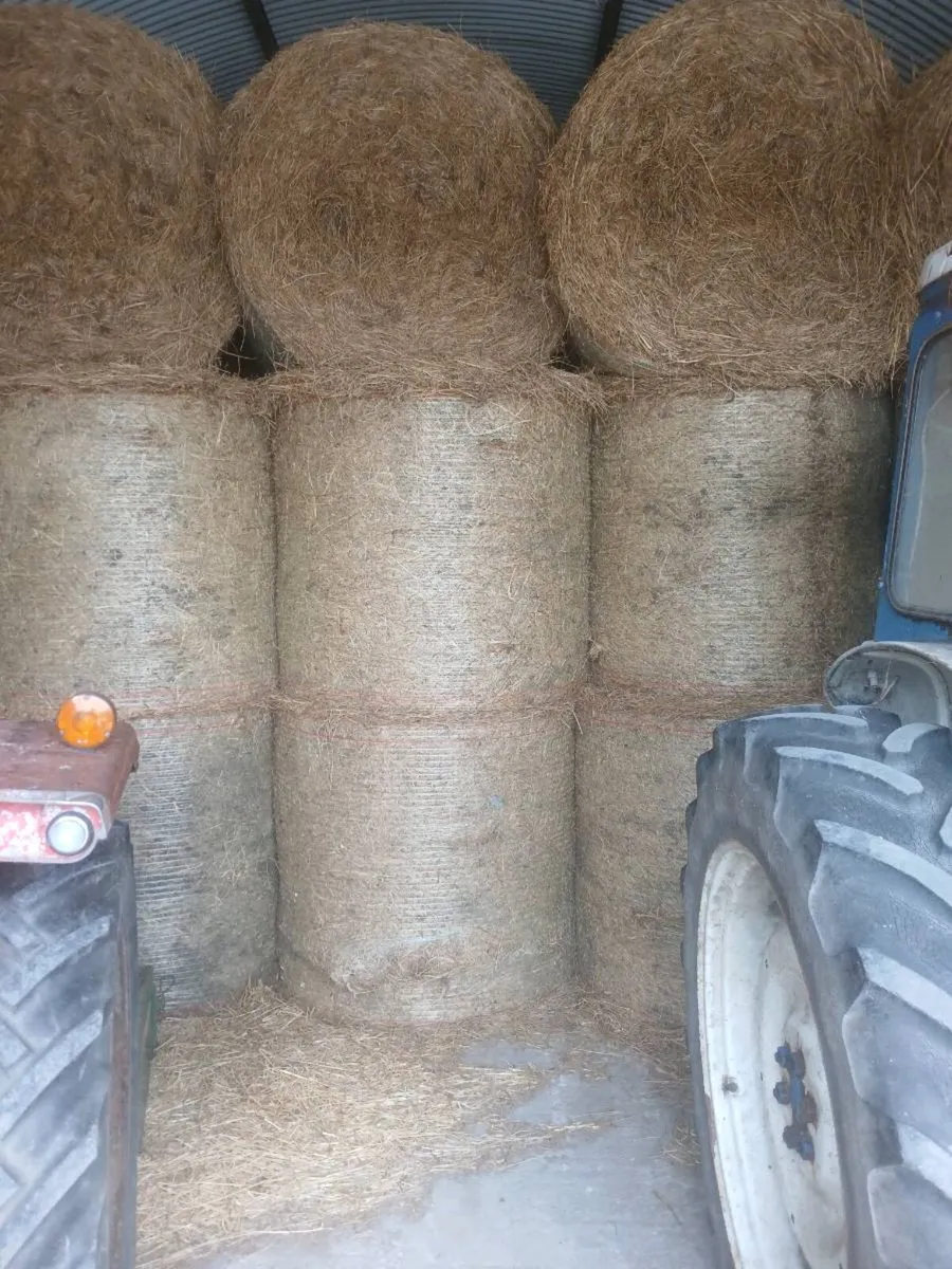 Round hay bales stored - Image 2