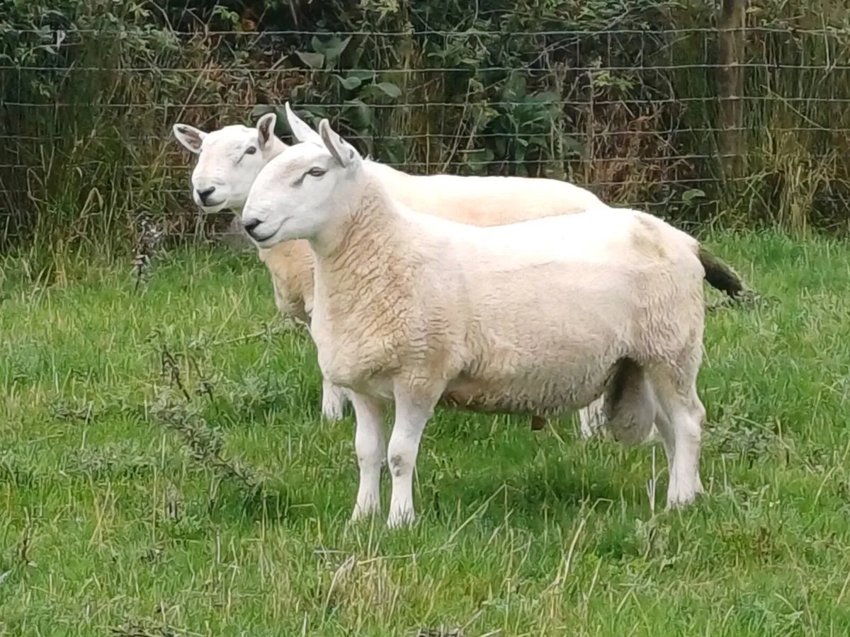 Cheviot rams north country - Image 4