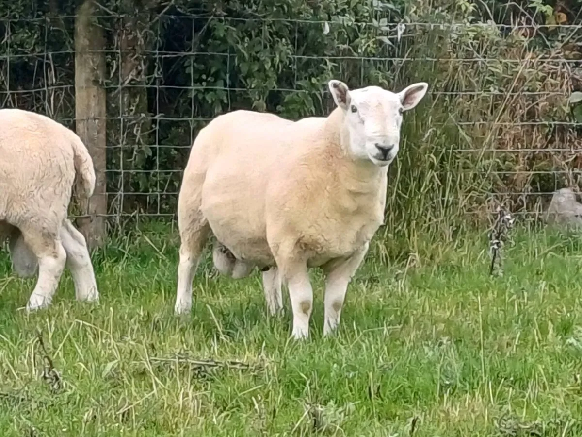Cheviot rams north country - Image 3