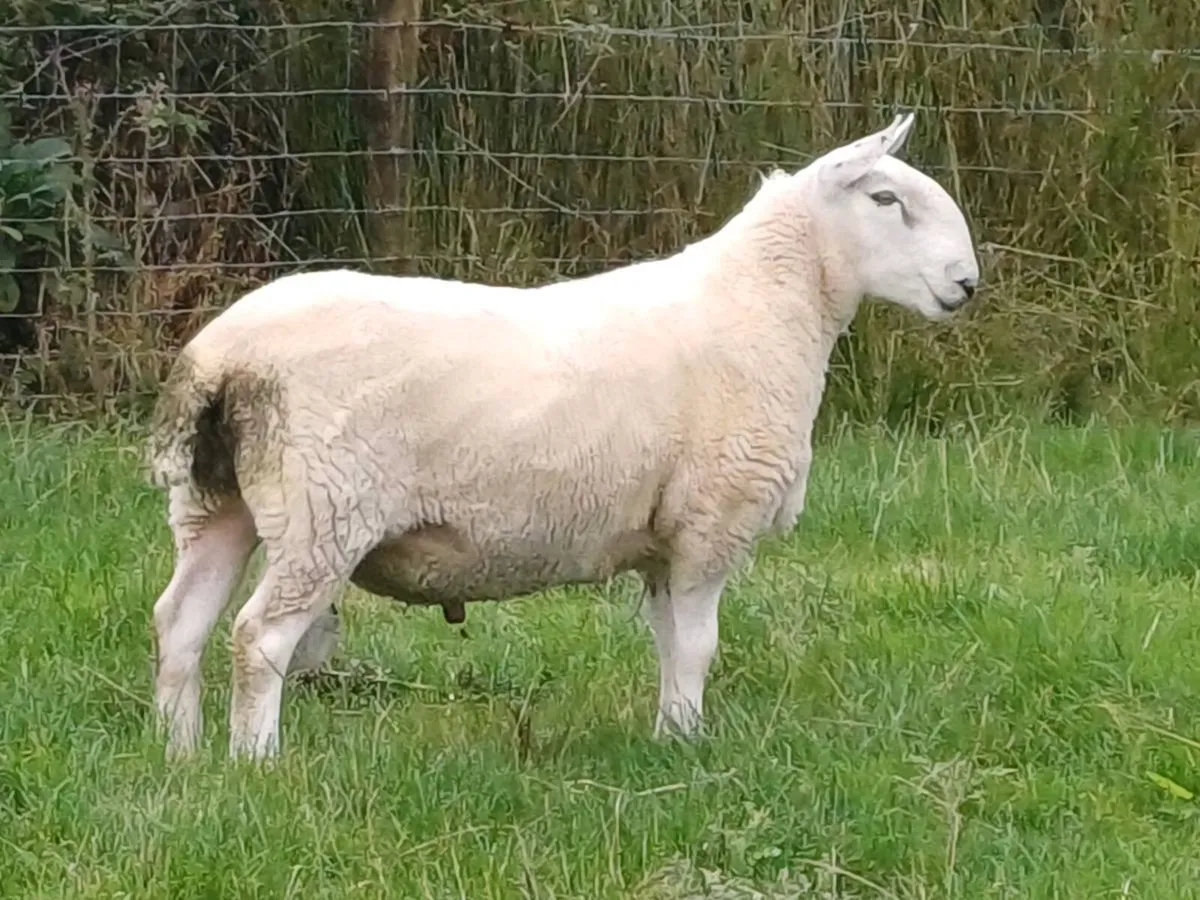 Cheviot rams north country - Image 2