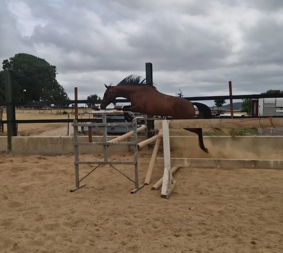 3 yr old TB - Image 1