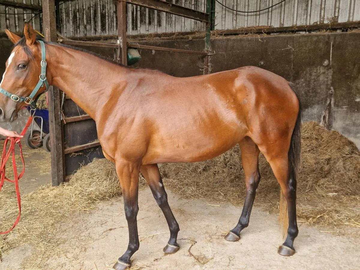 3 yr old TB - Image 2