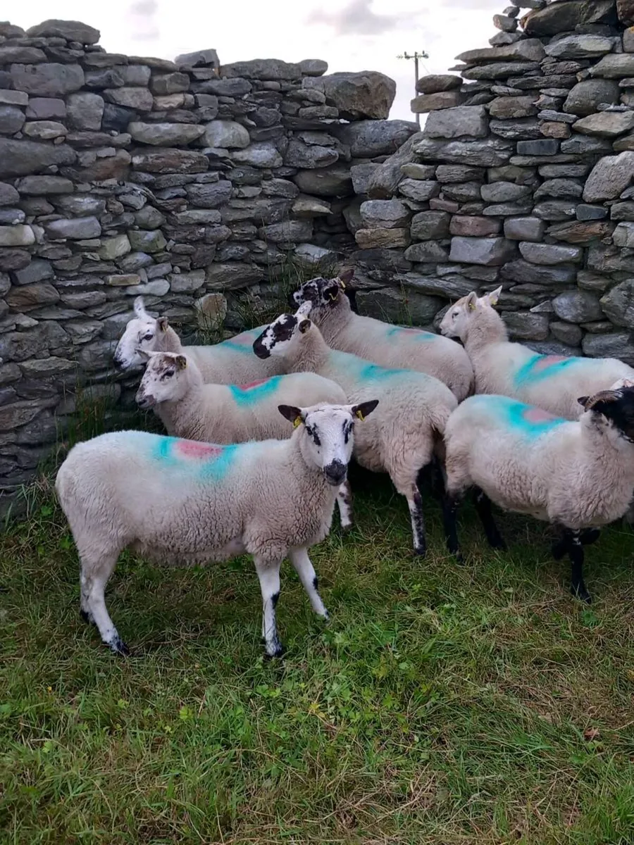 🔥Hoggets 🔥 - Image 2