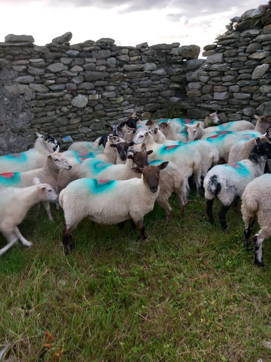 Hoggets - Image 1