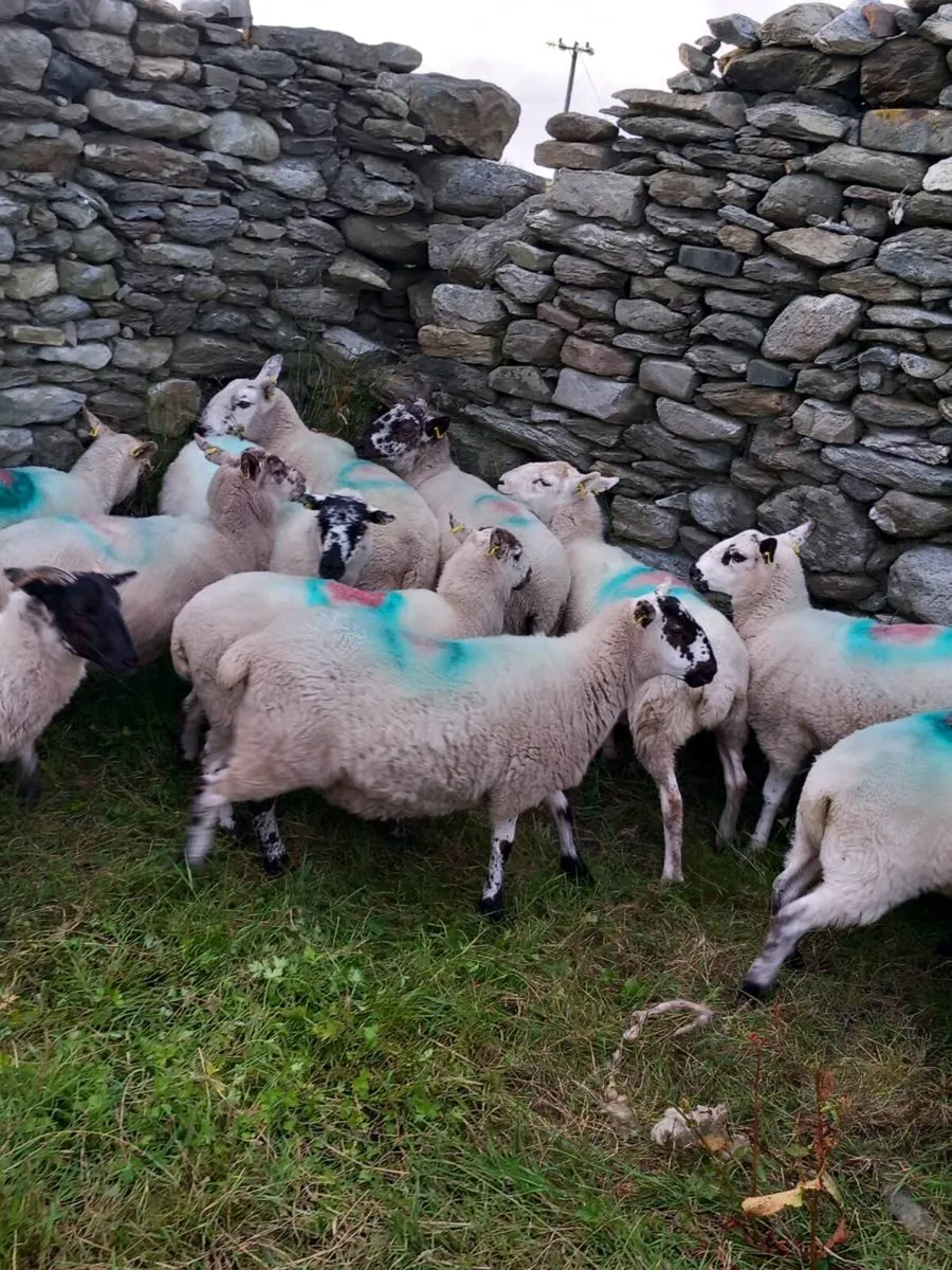 🔥Hoggets 🔥 - Image 1