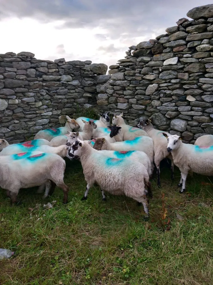 🔥Hoggets 🔥 - Image 3