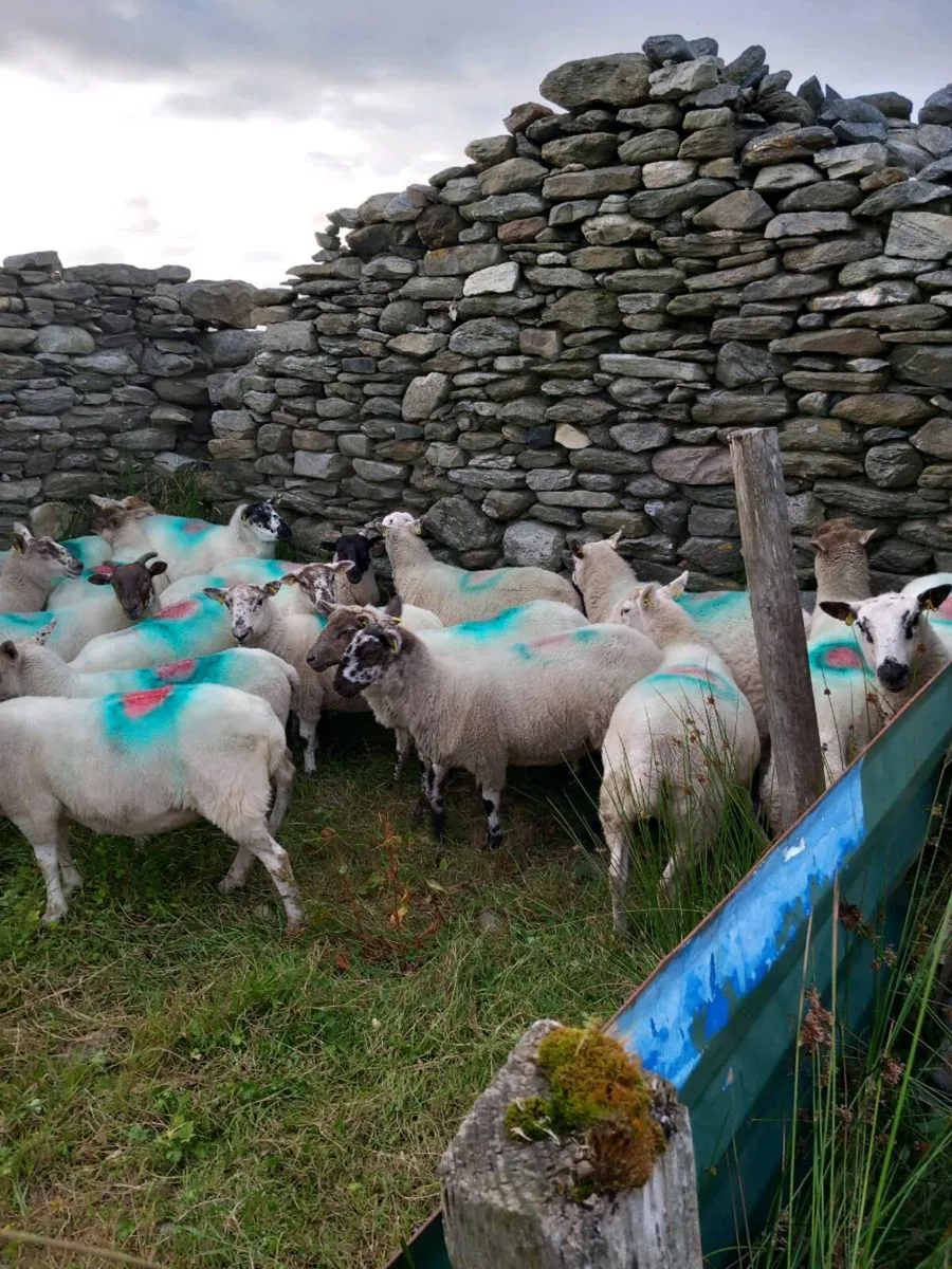 🔥Hoggets 🔥 - Image 4