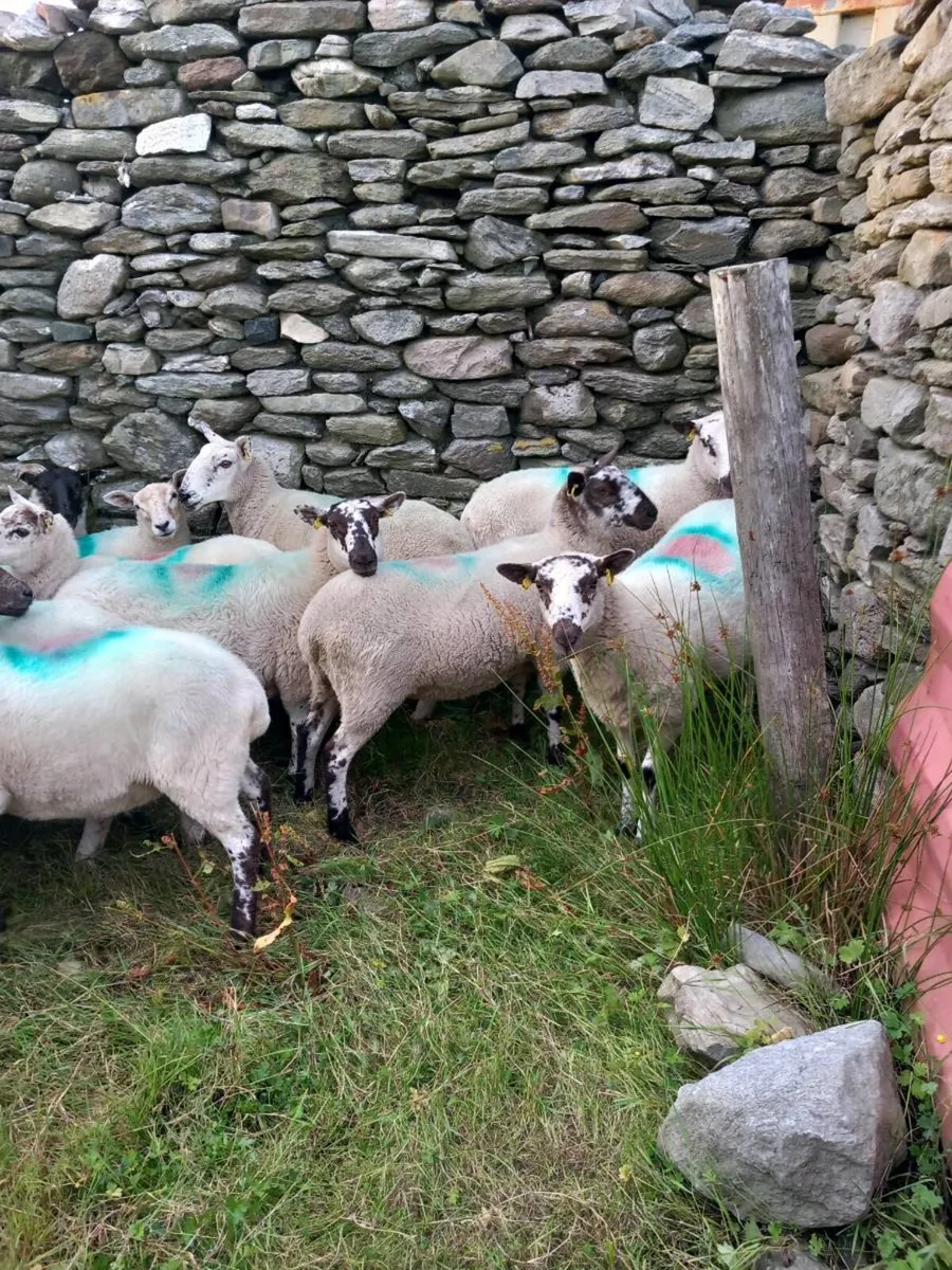 Hoggets - Image 4