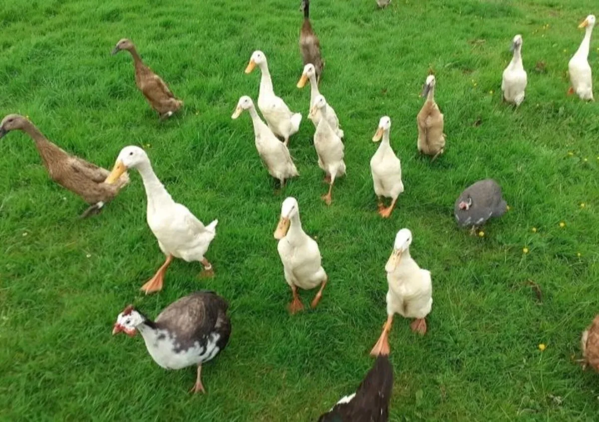 Bantams hens , indian runner drakes , rooster , eg - Image 2