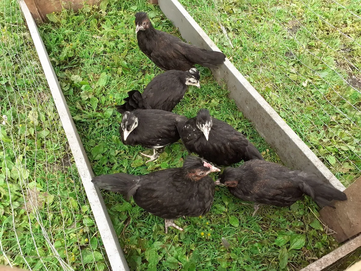 Bantams hens , indian runner drakes , rooster , eg - Image 3