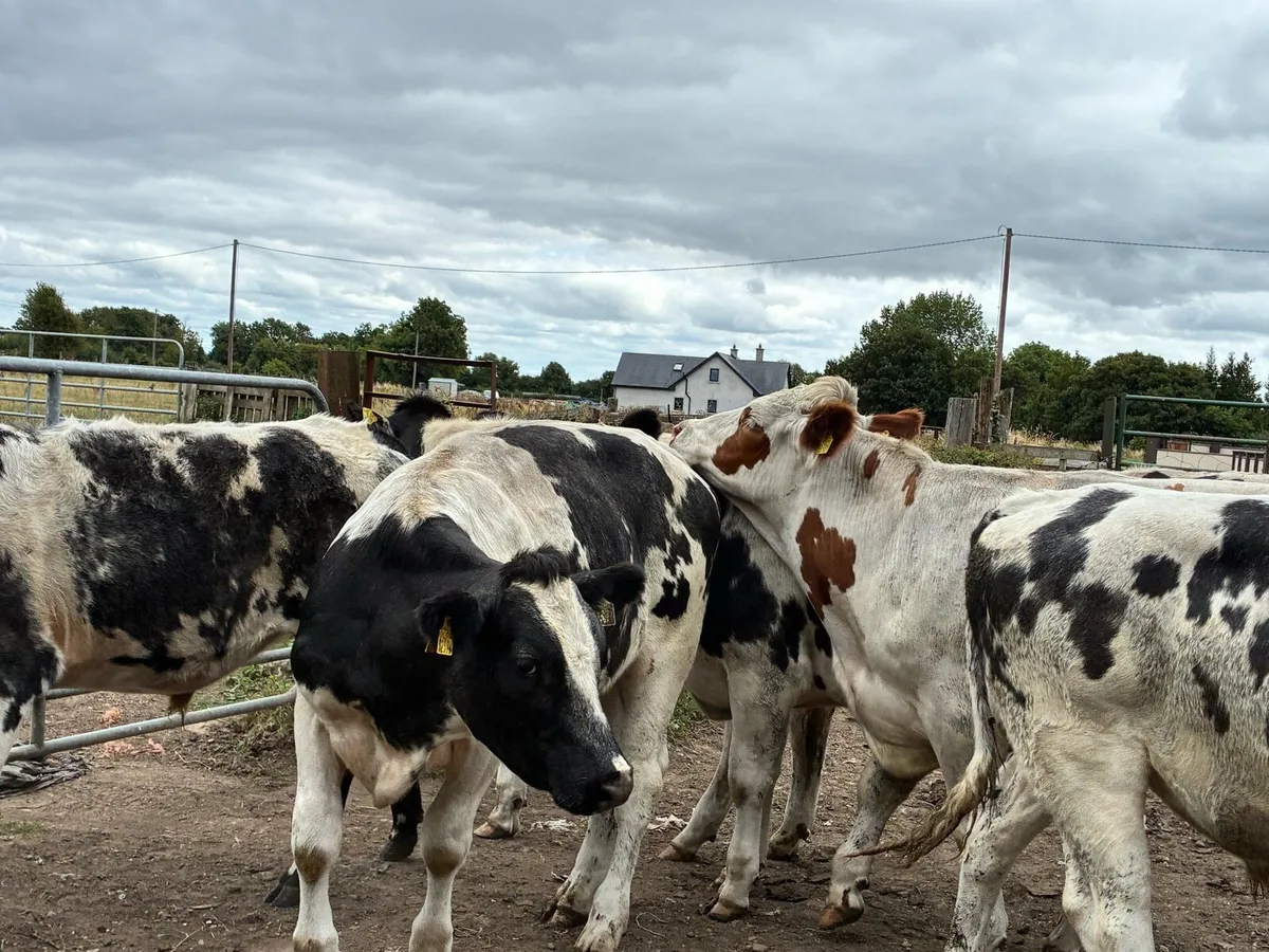 15 Belgium blue store bullocks for sale - Image 3