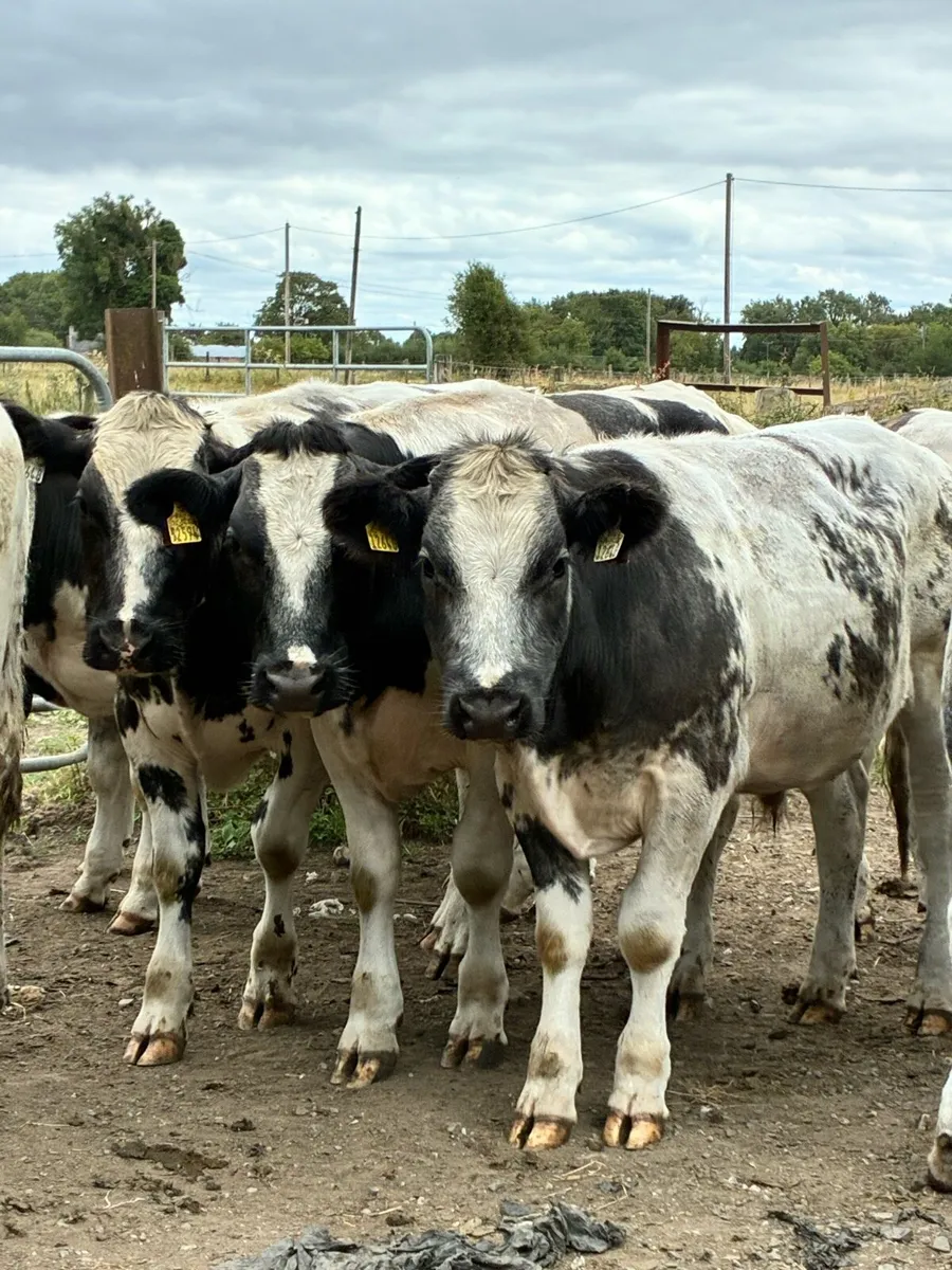 15 Belgium blue store bullocks for sale - Image 1
