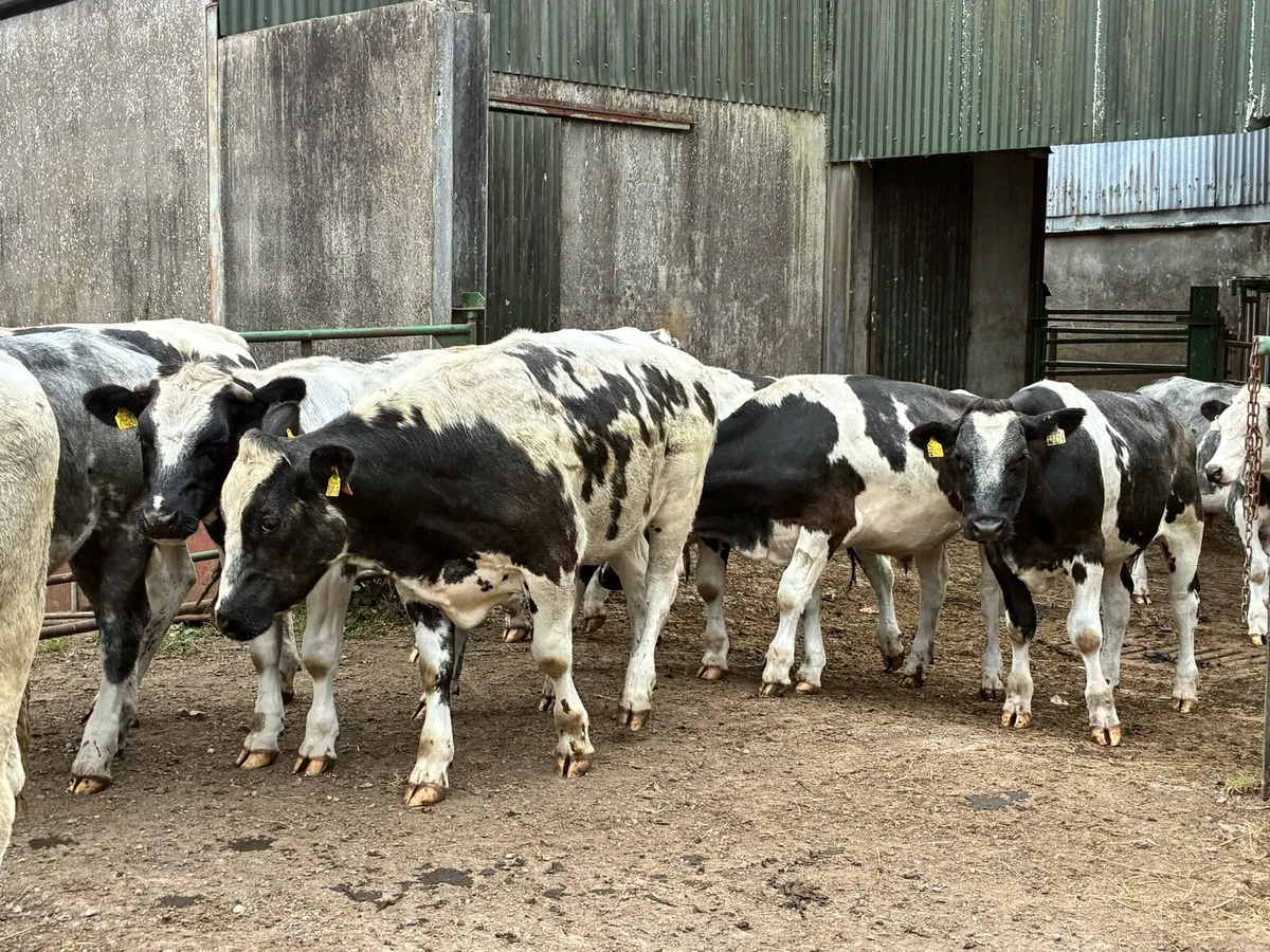 15 Belgium blue store bullocks for sale - Image 2