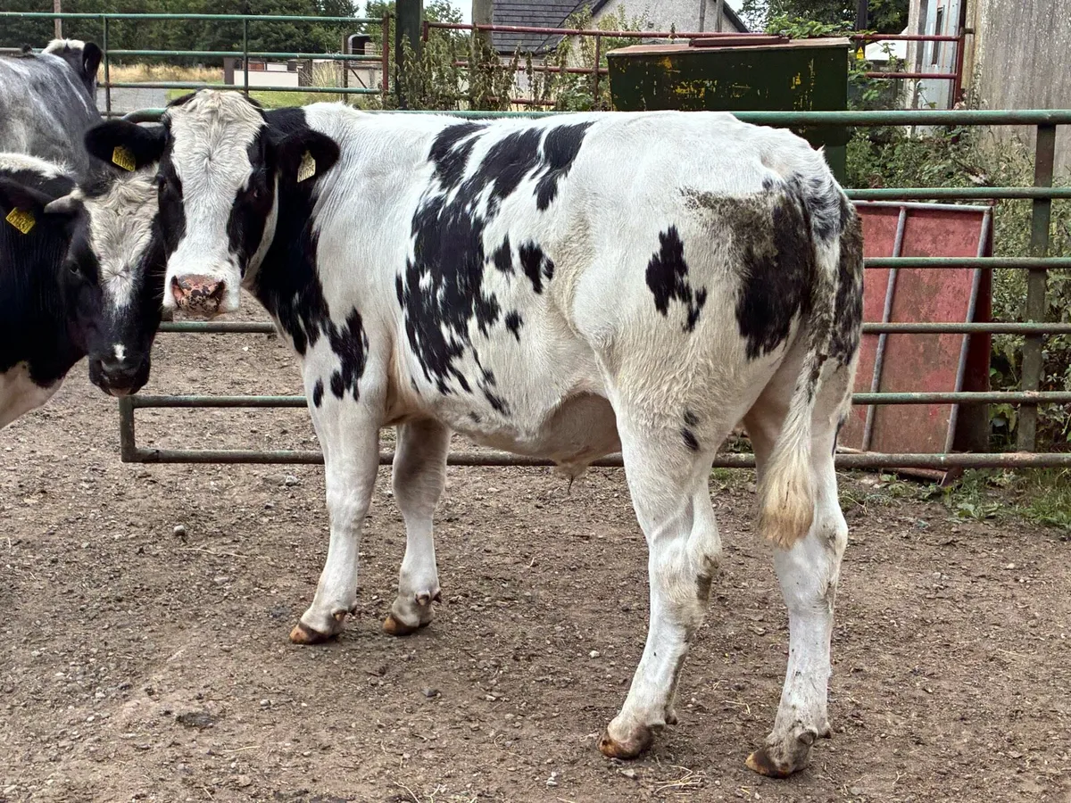 15 Belgium blue store bullocks for sale - Image 4
