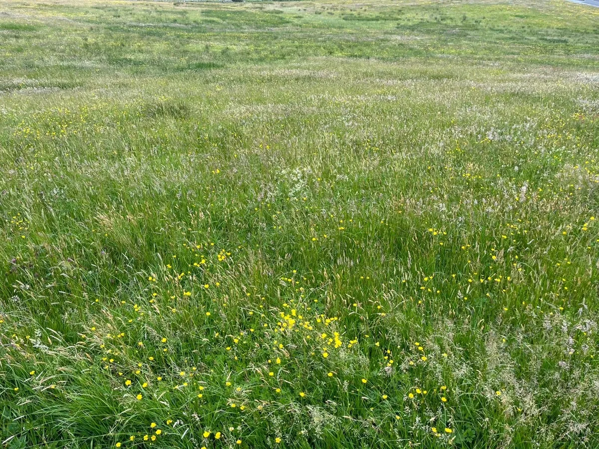 Certified Organic Silage - Image 2