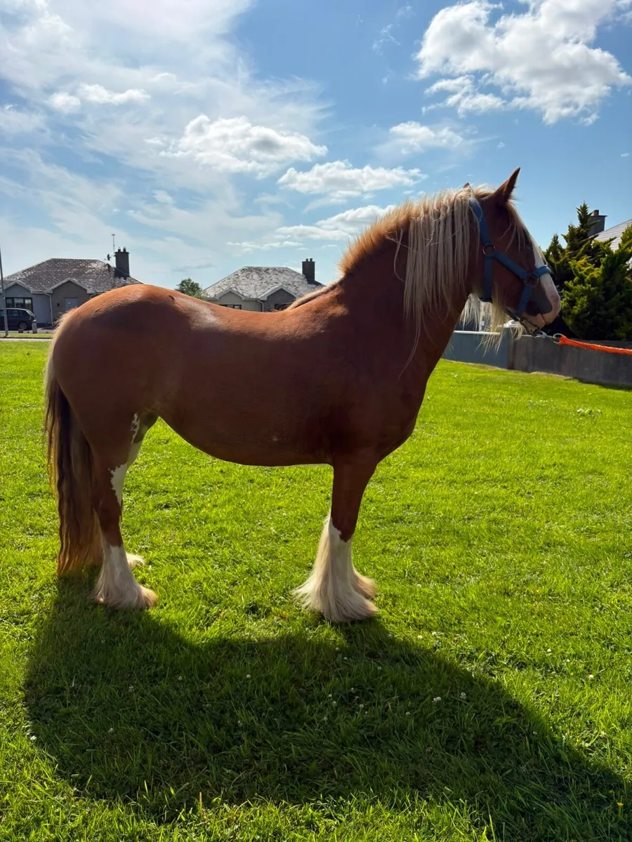 Heavy chestnut filly - Image 2