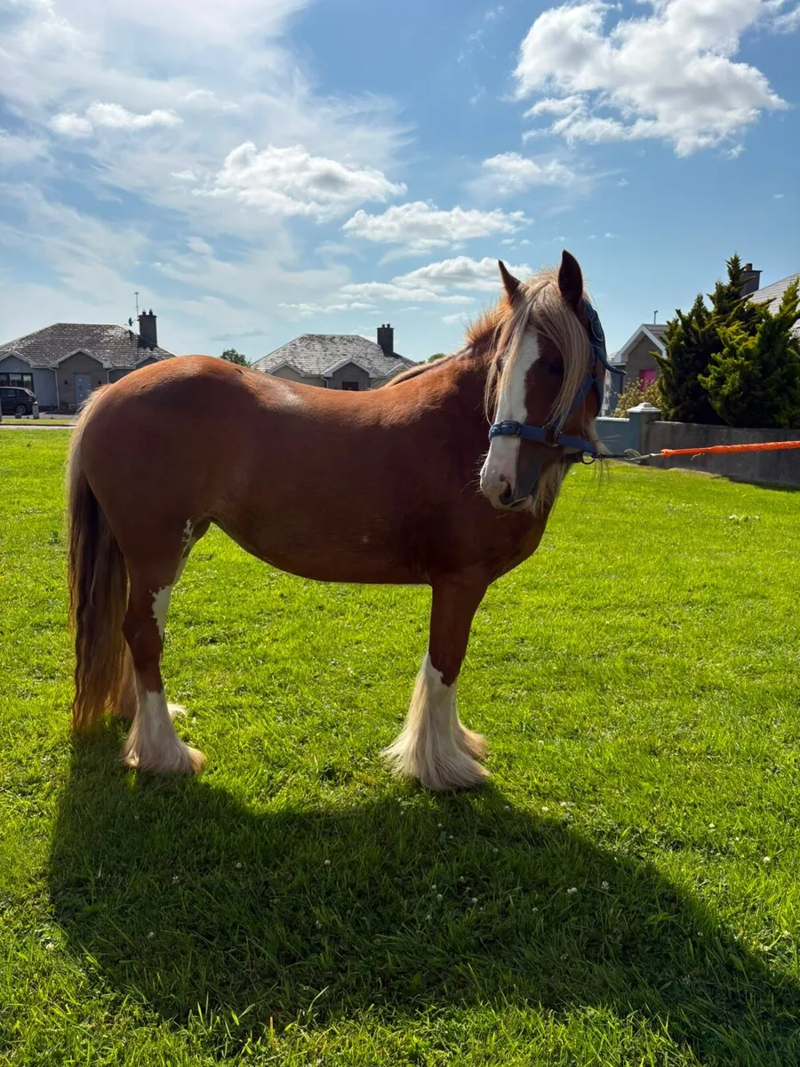 Heavy chestnut filly - Image 3