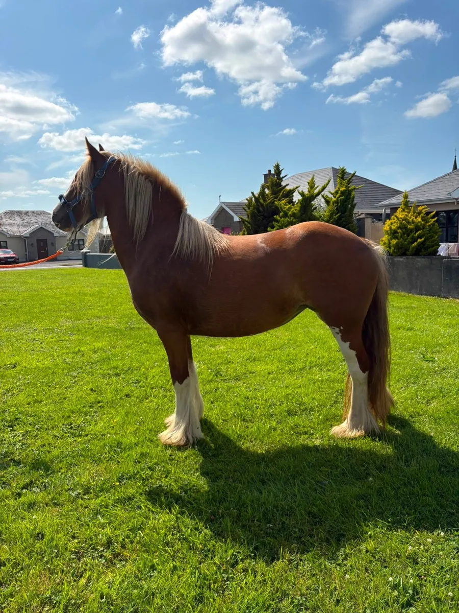 Heavy chestnut filly - Image 4