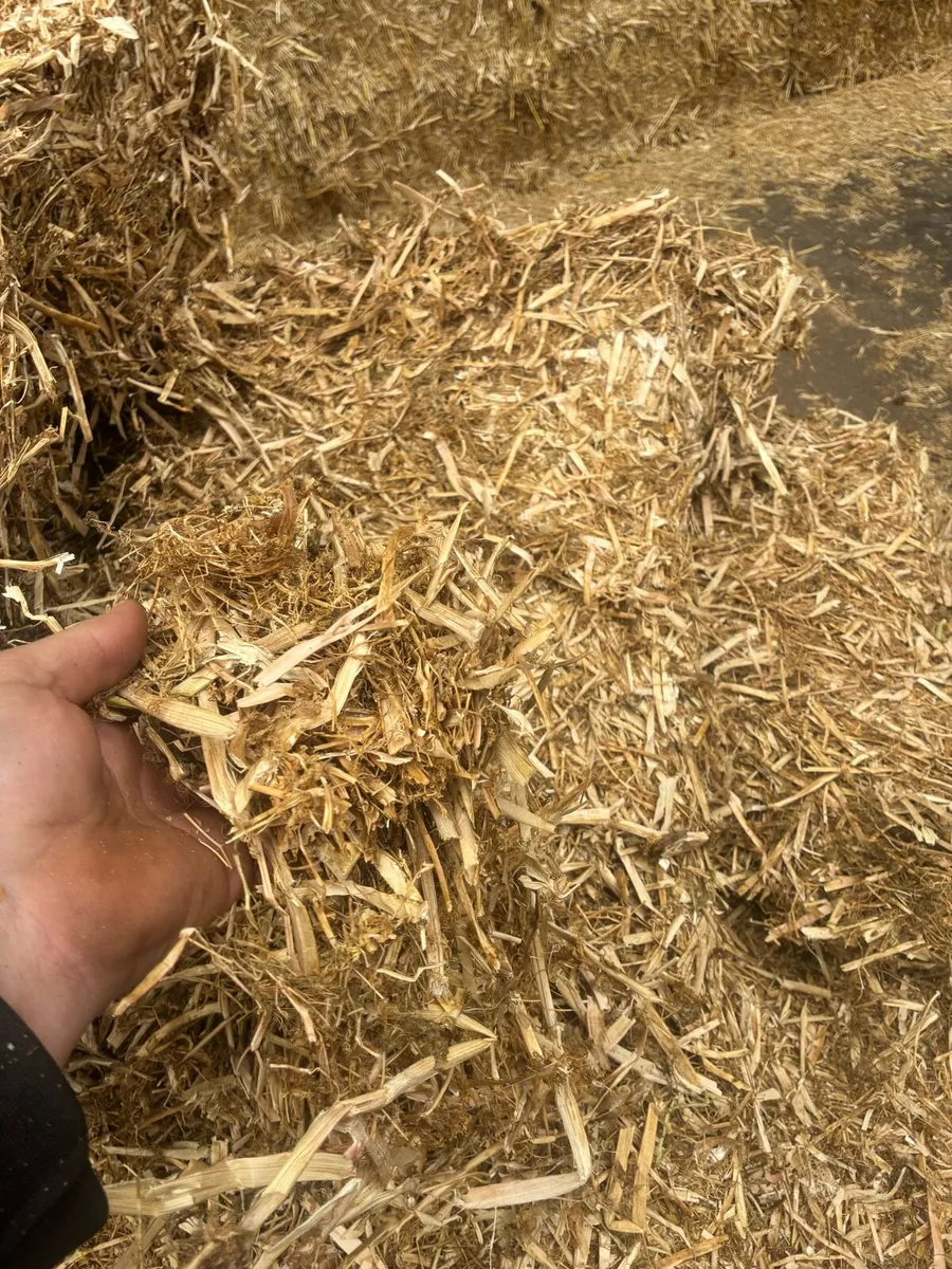 Pea straw/ pea Haulm *FODDER* - Image 1