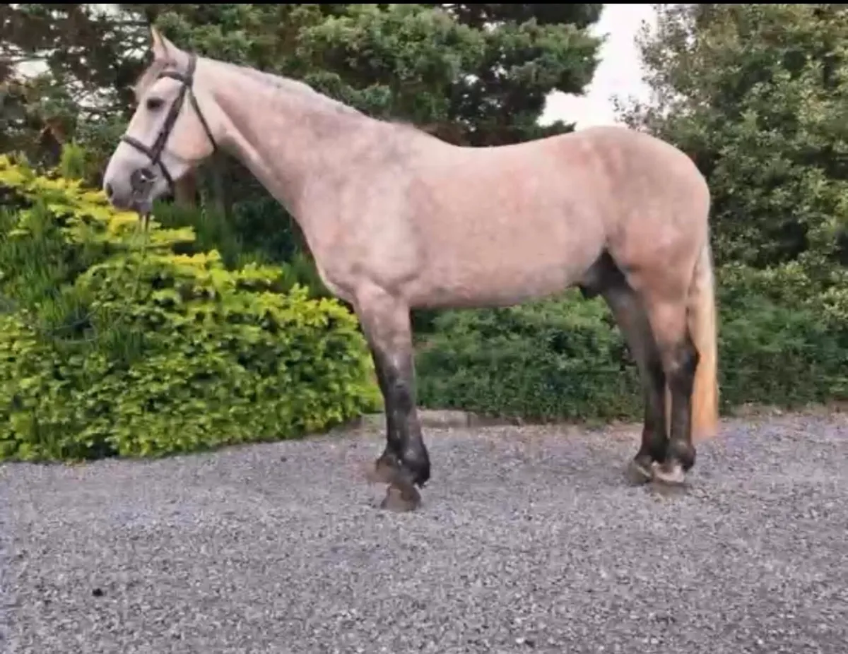 16H Draught / Connemara - Image 1
