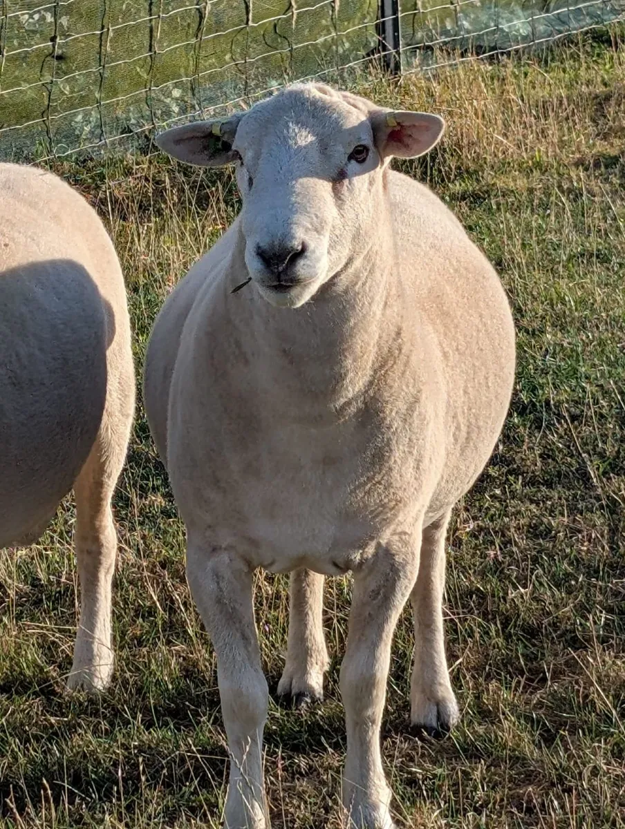 Easycare Ram - Image 1