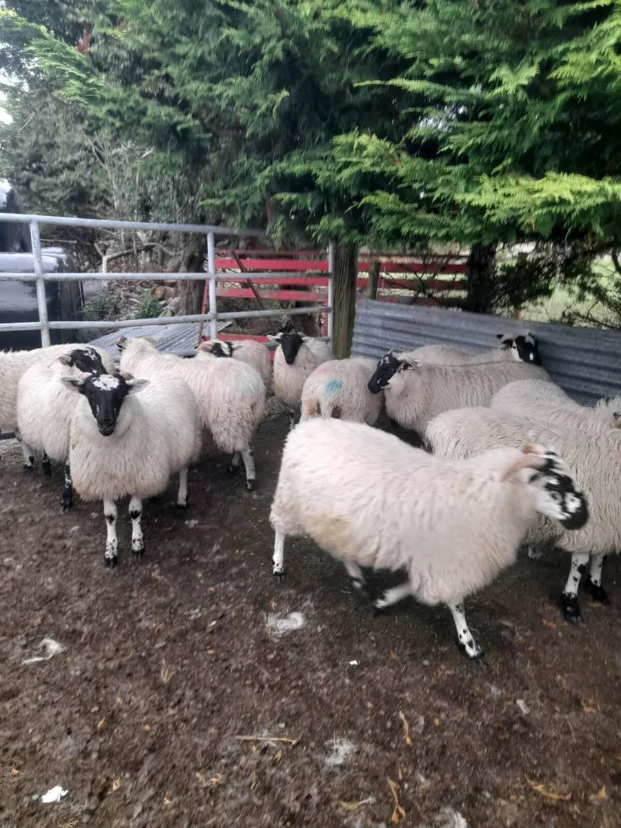 Scotch ewe lambs - Image 1