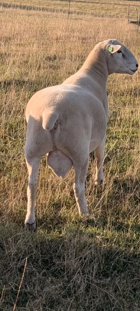 Easycare Ram - Image 2