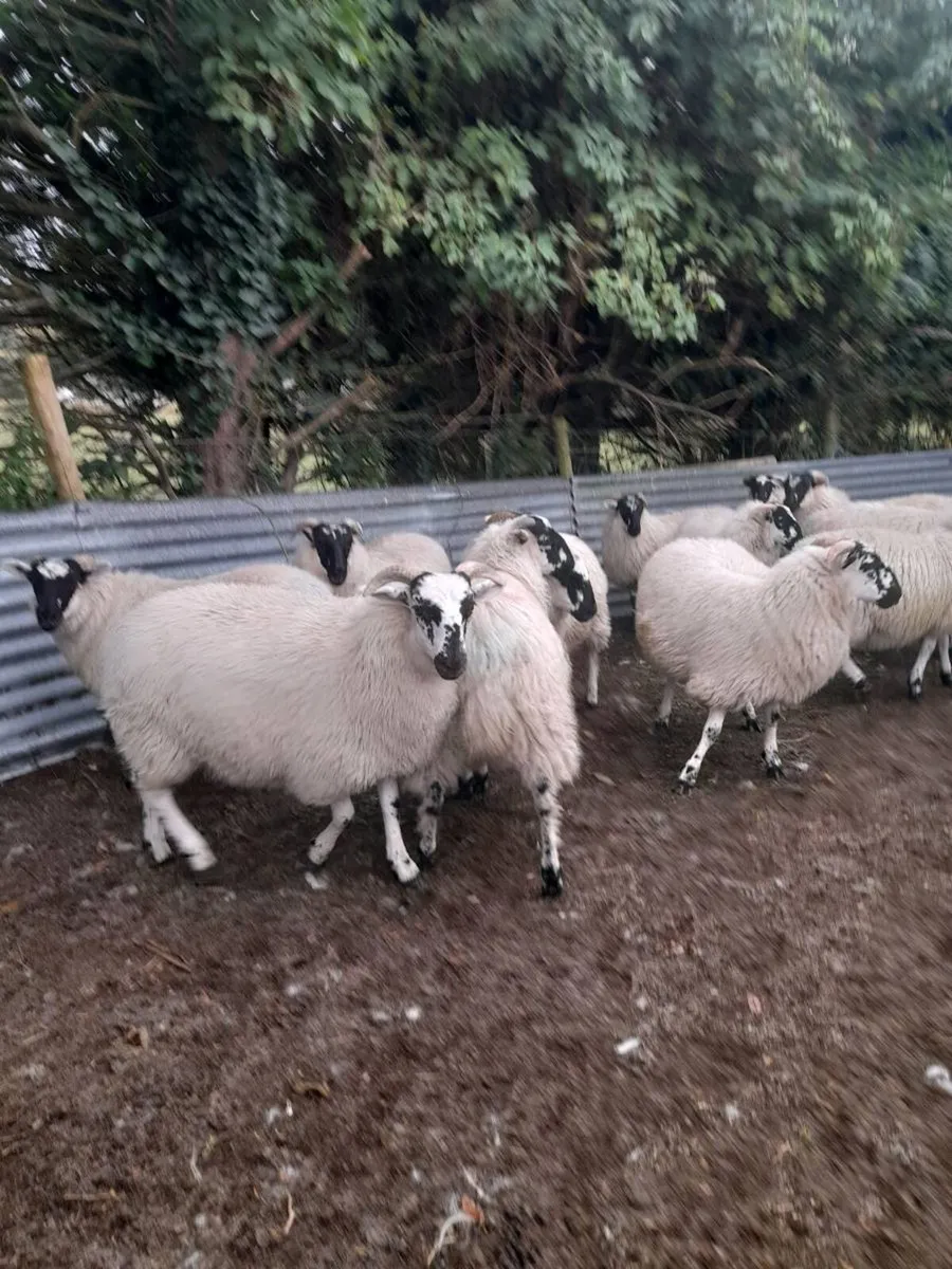 Scotch ewe lambs - Image 3