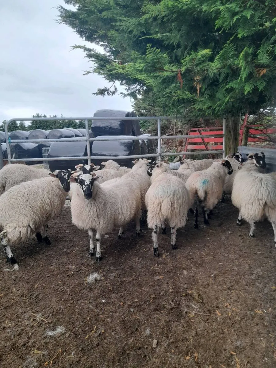 Scotch ewe lambs - Image 2