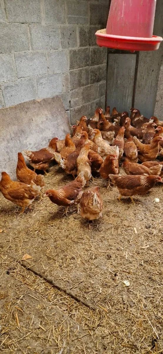 Pullets/hens/chicks/ducklings/eggs - Image 1
