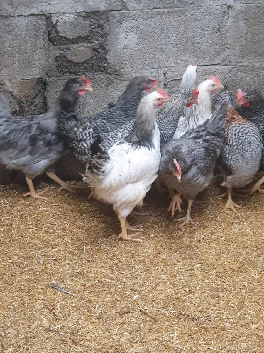 Pullets/hens/chicks/ducklings/eggs - Image 3