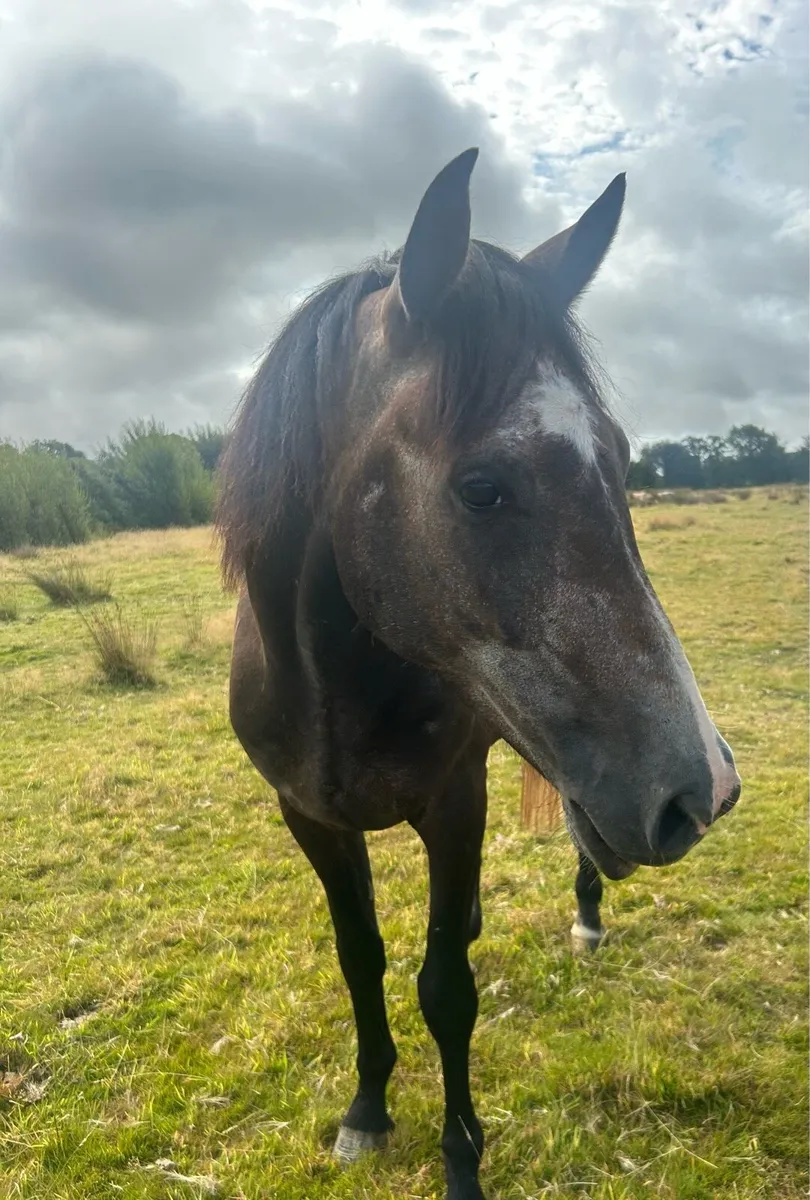 4 year old gelding - Image 1