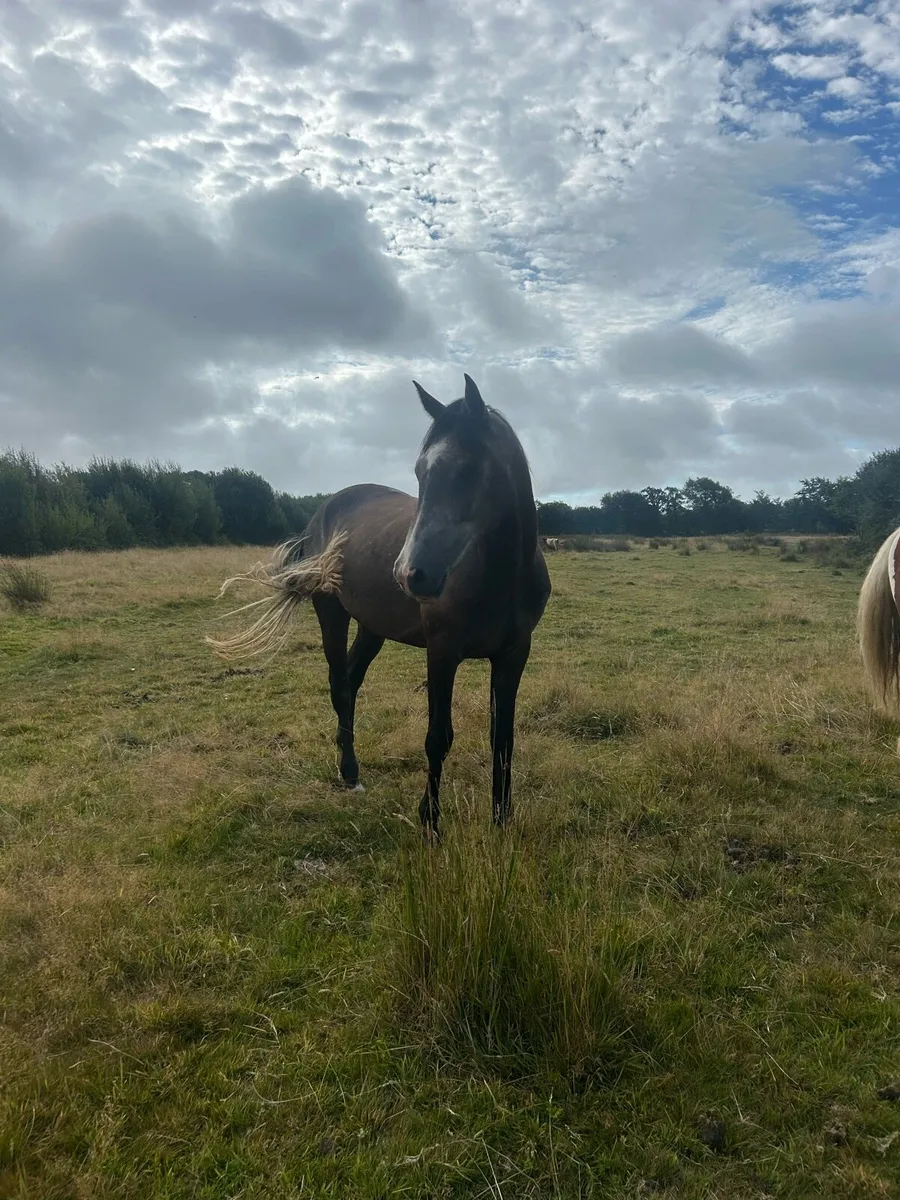 4 year old gelding - Image 2
