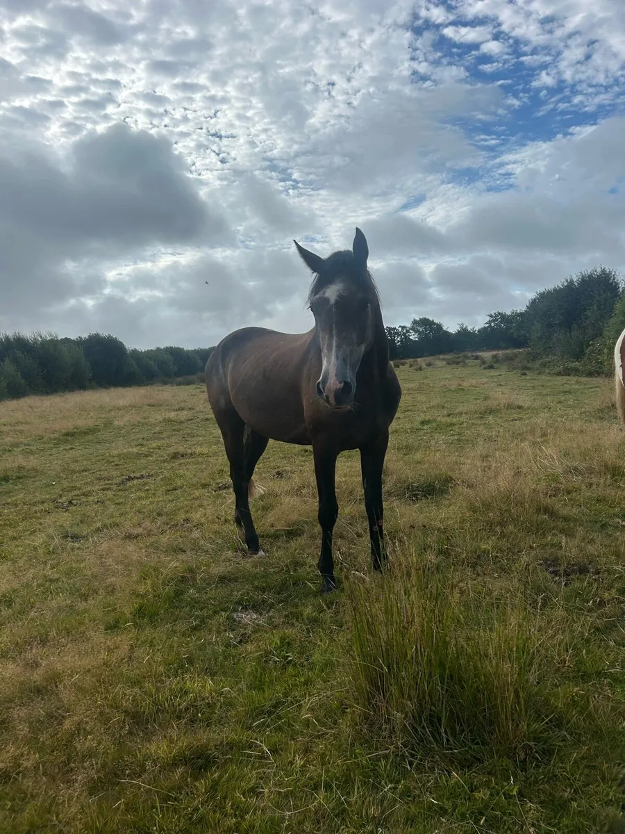 4 year old gelding - Image 3