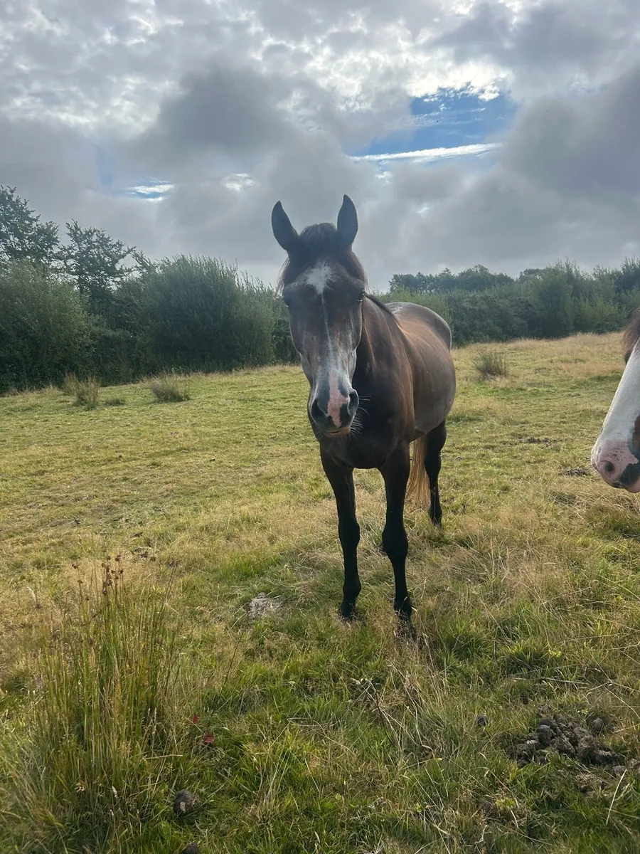 4 year old gelding - Image 4