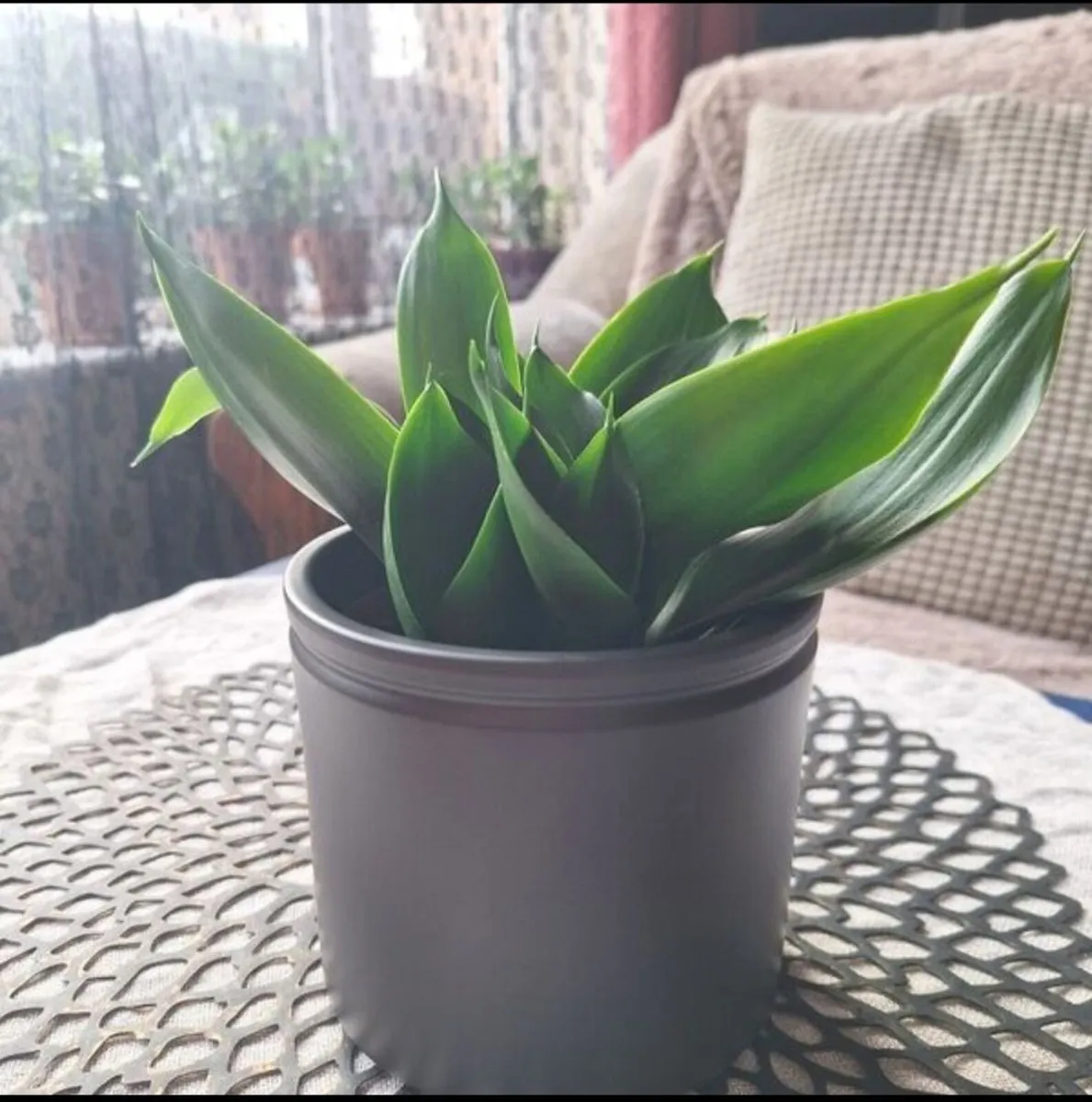 Sansevieria Hahnii in a grey pot - Image 1