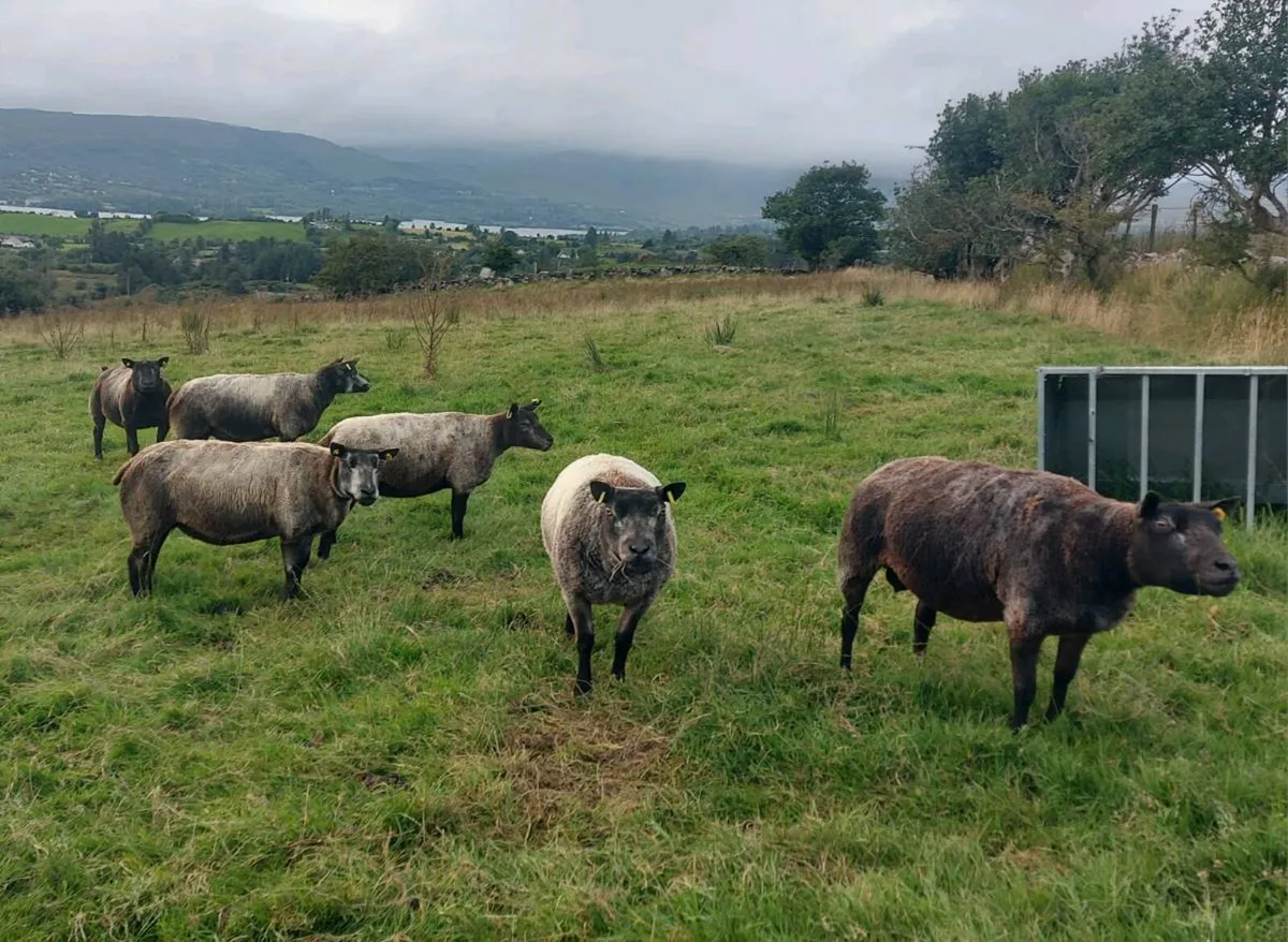 💥 BLUE TEXEL EWES💥 & RAM - Image 2