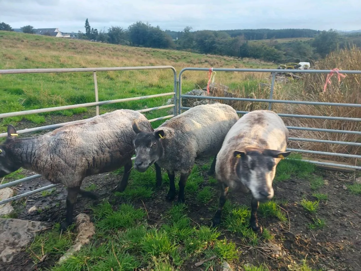 💥 BLUE TEXEL EWES💥 & RAM - Image 4