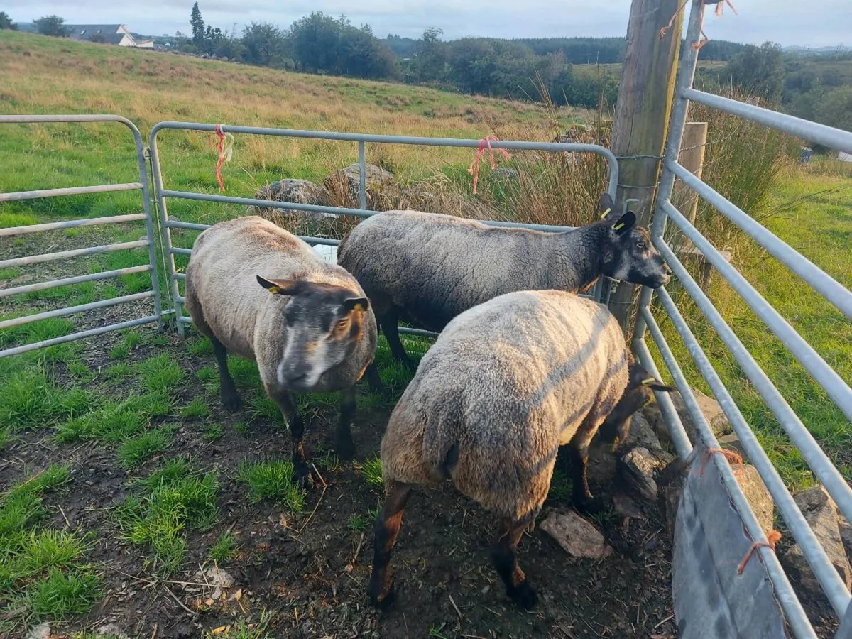 💥 BLUE TEXEL EWES💥 & RAM - Image 3