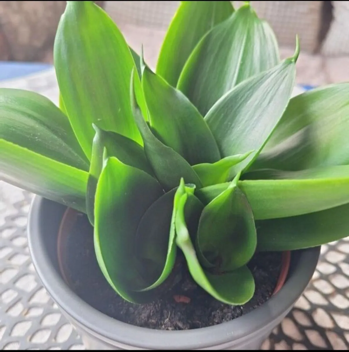 Sansevieria Hahnii in a grey pot - Image 2