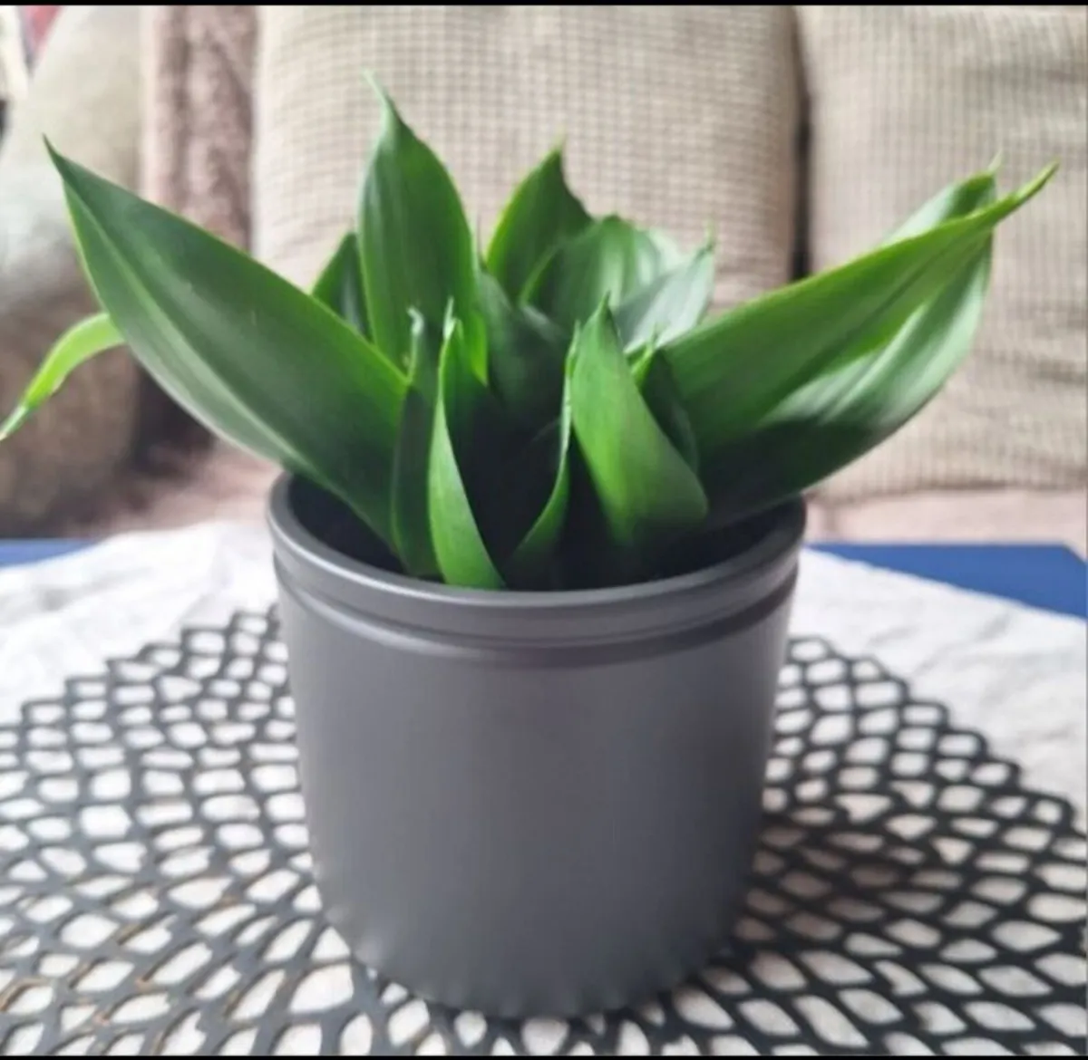 Sansevieria Hahnii in a grey pot - Image 4