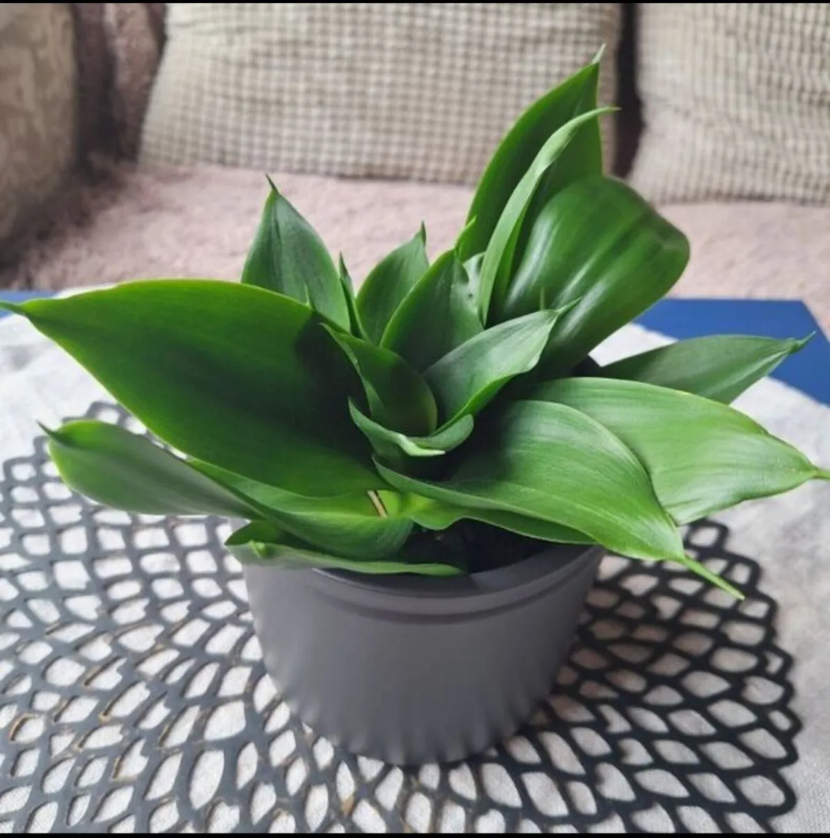 Sansevieria Hahnii in a grey pot - Image 3