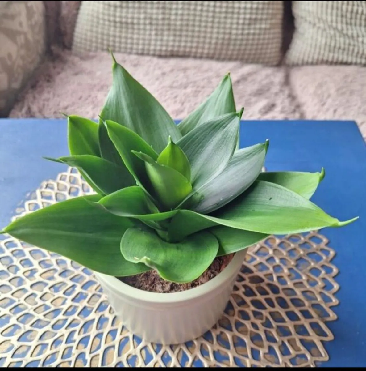 Healthy Sansevieria Hahnii in Pastel Green Pot - Image 1