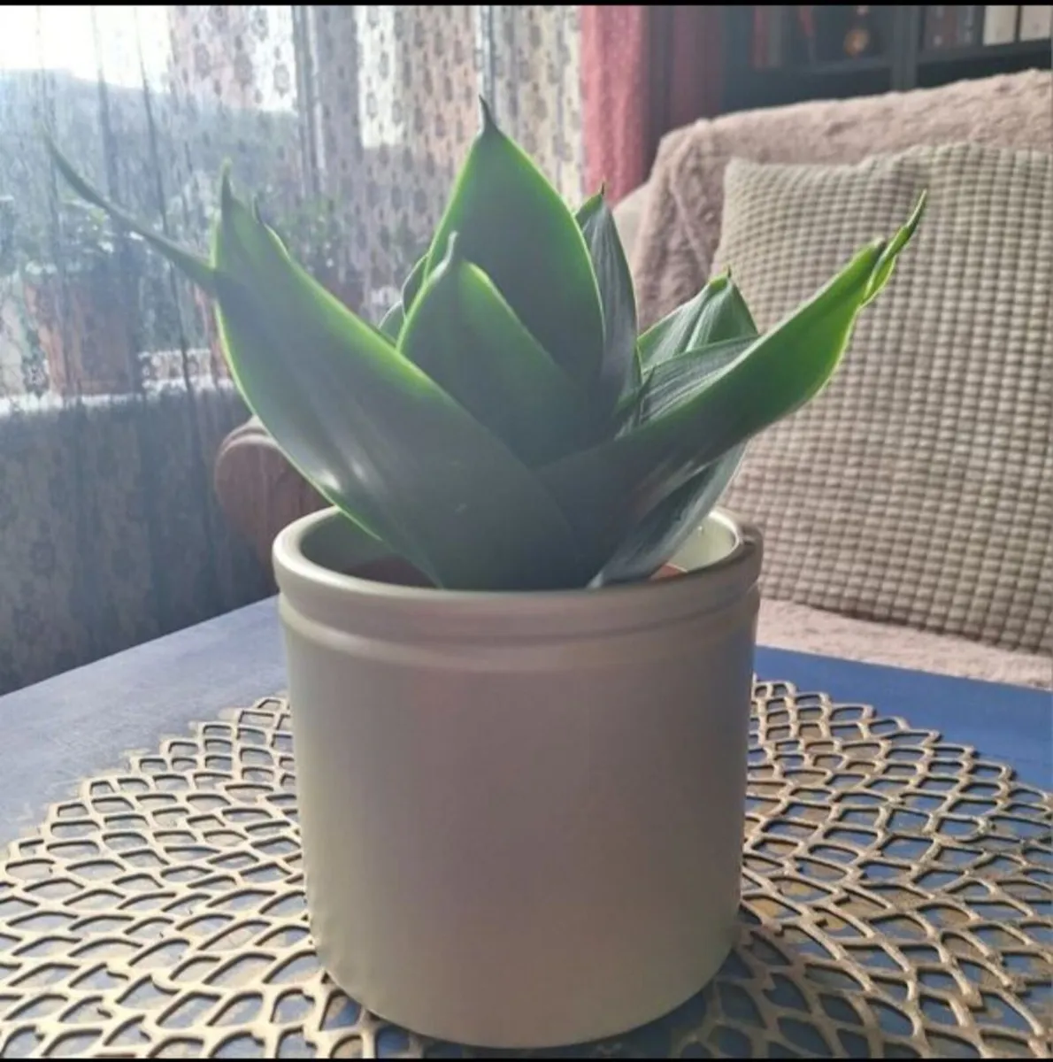 Healthy Sansevieria Hahnii in Pastel Green Pot - Image 2