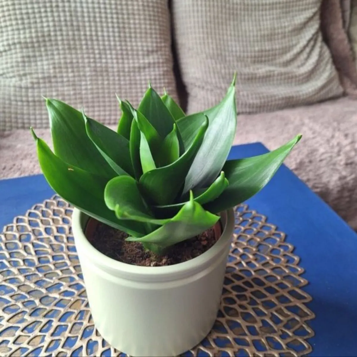 Healthy Sansevieria Hahnii in Pastel Green Pot - Image 3